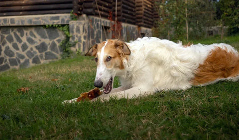 Mordedores naturales para perros: por qué son clave para su salud y bienestar