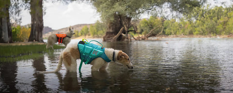 Productos de verano para perros y gatos