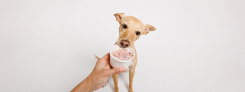 Helados y kéfir para perros