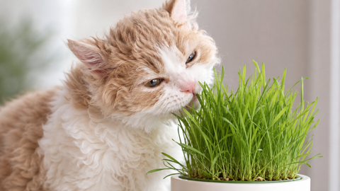 Hierba para gatos