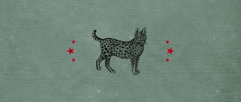 PANTERITAS Monthly Hit