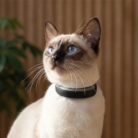 Tractive - GPS Cat 6 Mini