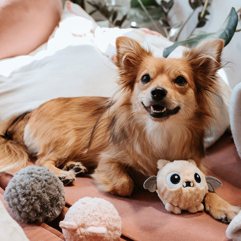 Perro tumbado entre peluches Hunter Mystery Monster