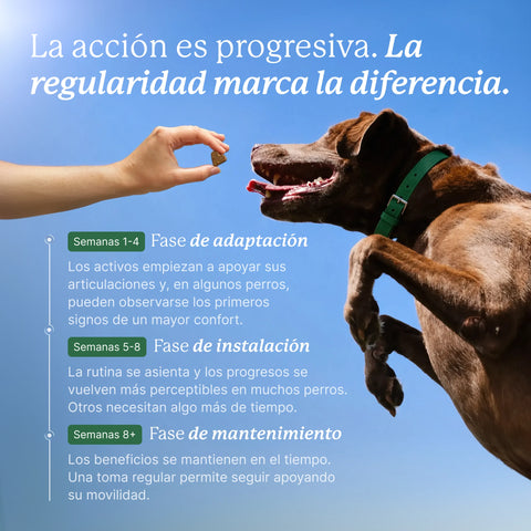 Balto Articulaciones para perros desde 6 meses, de cualquier tamaño