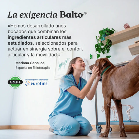 Perro tomando un bocado de Balto Articulaciones sabor pollo