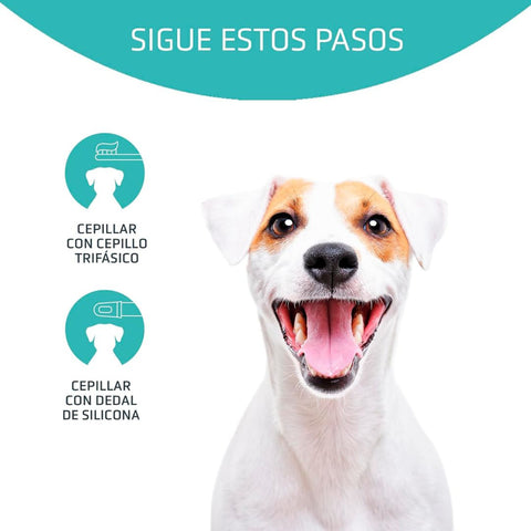 Artero Pack Dental Smile