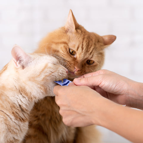 Cat Cream Atún y Oreja de Mar 4x15g