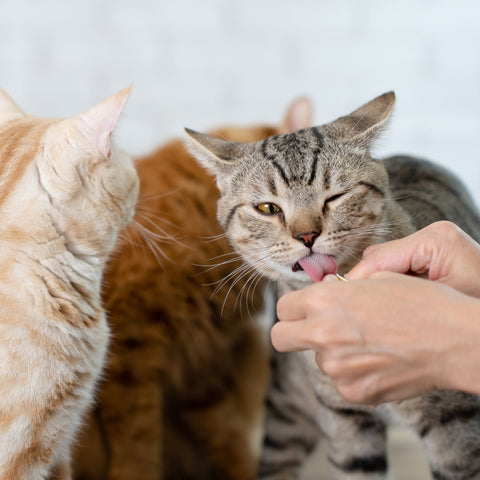 Cat Cream Pollo y Cangrejo 4x15g