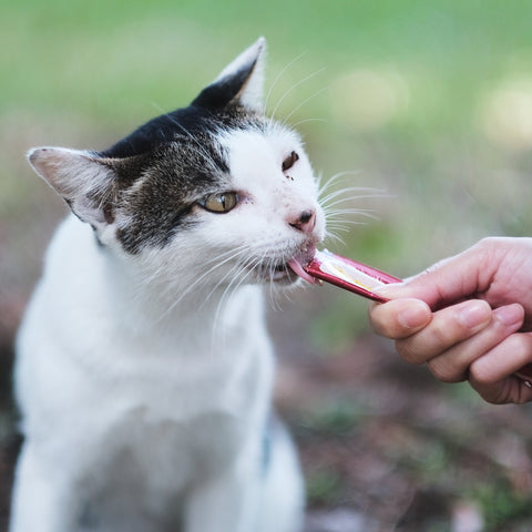 Cat Cream Salmón&Gambas 4x15g