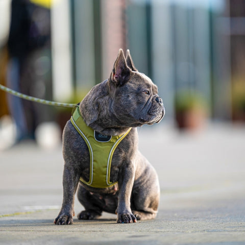 DogCopenhagen Arnés Comfort Walk GO Rojo