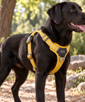 DogCopenhagen Arnés Walk Air™ V3 Amarillo – imagen 2