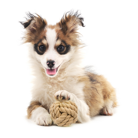 DoggyMasters Cañamo Bola Nudo