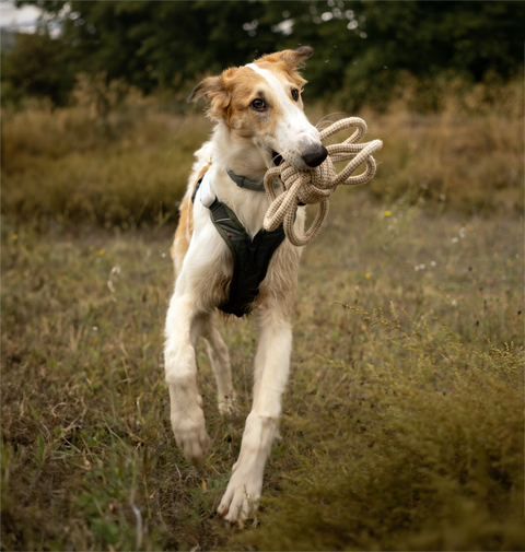 Pelota 6 Nudos 25cm DoggyMasters Organics