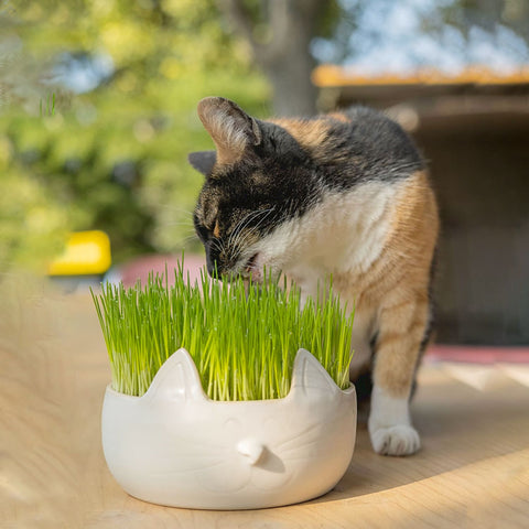 Erba Piu Week Kit Completo de Hierba para Gatos