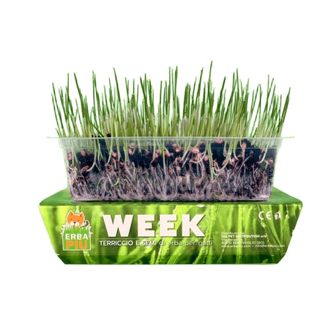 Erba Piu Week Kit Completo de Hierba para Gatos