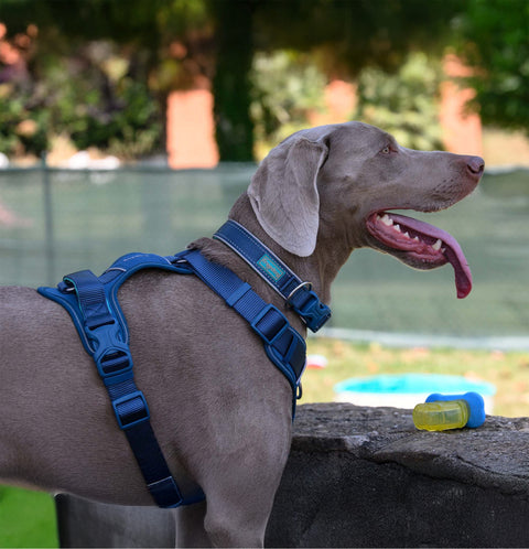Freedog Arnés Limitless - Azul