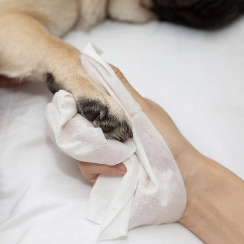 Freedog Toallitas de Clorhexidina