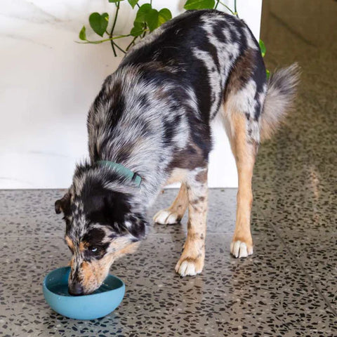 FuzzYard Life Bowl de Silicona "French Blue"