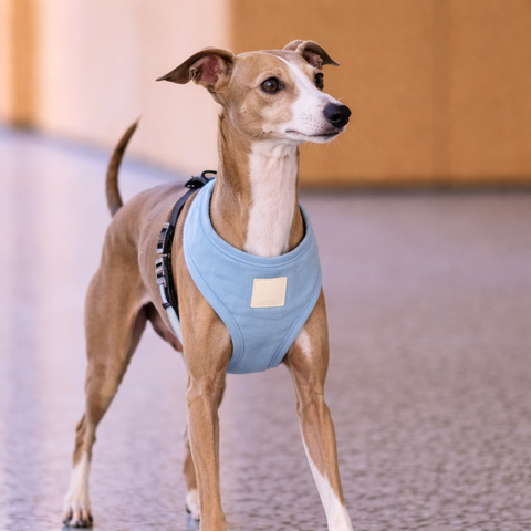 FuzzYard LIFE Cotton Harness French Blue