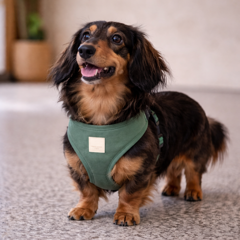 FuzzYard LIFE Cotton Harness Myrtle Green