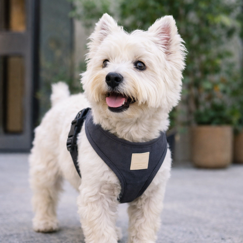 FuzzYard LIFE Cotton Harness Slate Grey