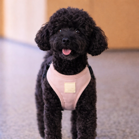 FuzzYard LIFE Cotton Harness Soft Blush