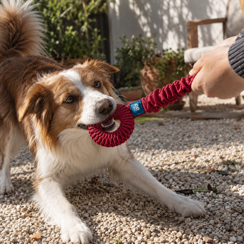 Freedog Juguete Mordedor Elástico Loopy Tug para Perros – imagen 2
