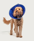 KVP Calmer - Collar Isabelino