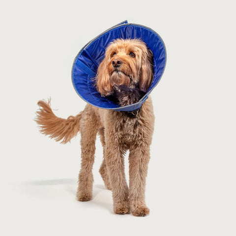 KVP Calmer - Collar Isabelino