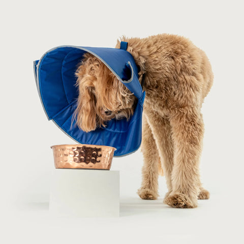 KVP Calmer - Collar Isabelino