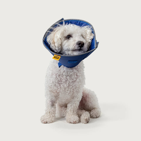 KVP Calmer - Collar Isabelino