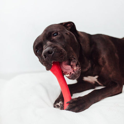 LOBITOS Elastic Bone