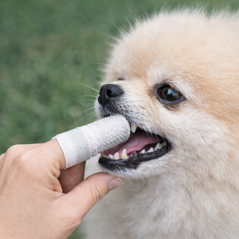 Noms+ Silberling Finger Toothbrush - Dedal Dental Reutilizable