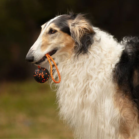 Non-stop Dog Ball on Rope