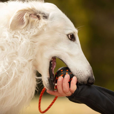 Non-stop Dog Ball on Rope