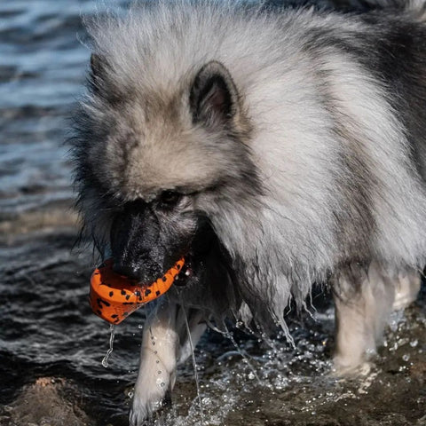 Non-stop Dog Throw Toy