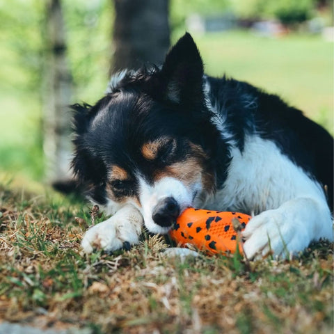 Non-stop Dog Throw Toy