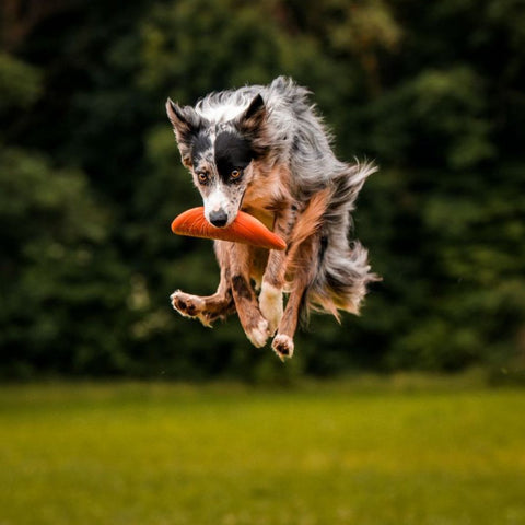 Non-stop Flying Disc