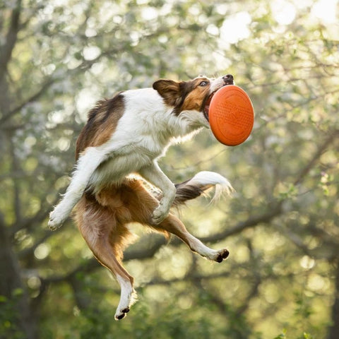 Non-stop Flying Disc