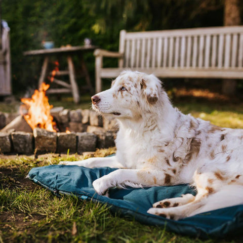 Non-stop Trekking Dog Bed Dark Teal