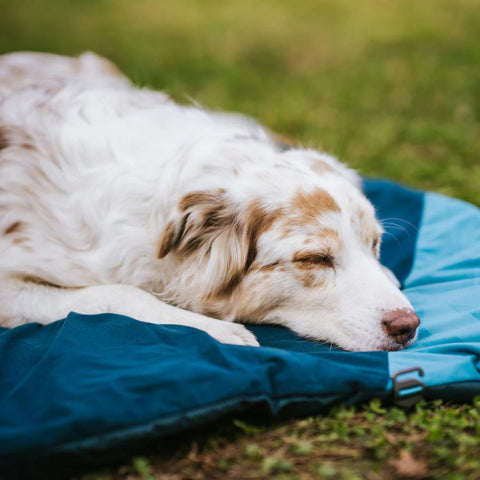 Non-stop Trekking Dog Bed Dark Teal