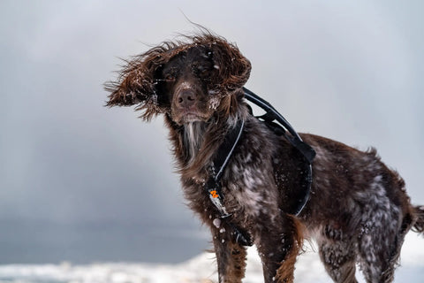 Non-stop Line Harness 5.0 Black