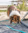 Perro bebiendo agua en el comedero de esmalte Trixie Ready for Adventure en la playa
