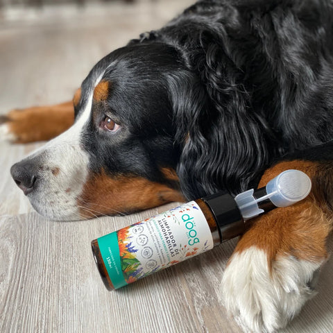 Recarga del limpiador de almohadillas ecológico The Doog Life para perros y gatos