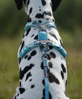 Non-stop Trail Quest Leash - Ice Blue 15mm/2m