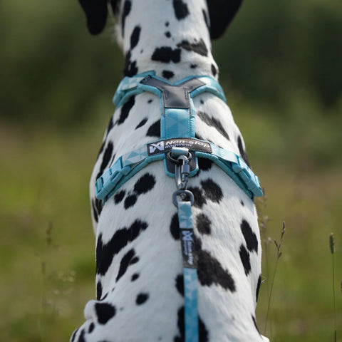 Non-stop Trail Quest Leash - Ice Blue 15mm/2m