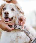 Non-stop Trekking Line Harness CLIP'N™ - Sand
