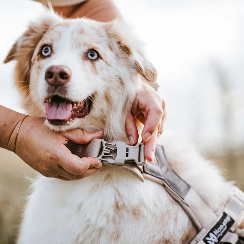 Non-stop Trekking Line Harness CLIP'N™ - Sand