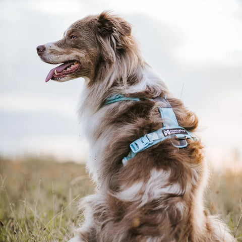 Non-stop Trekking Line Harness CLIP'N™ - Ice Blue