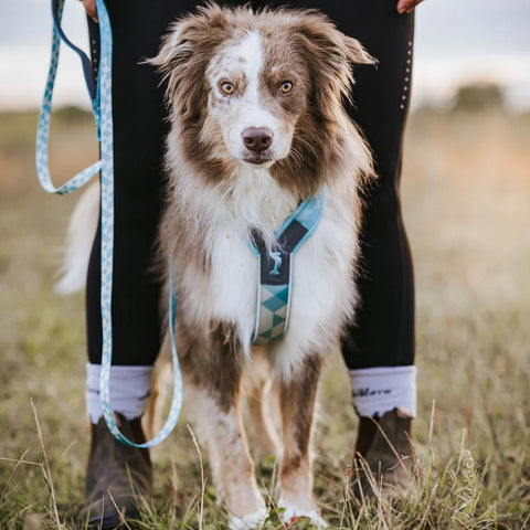 Non-stop Trekking Line Harness CLIP'N™ - Ice Blue
